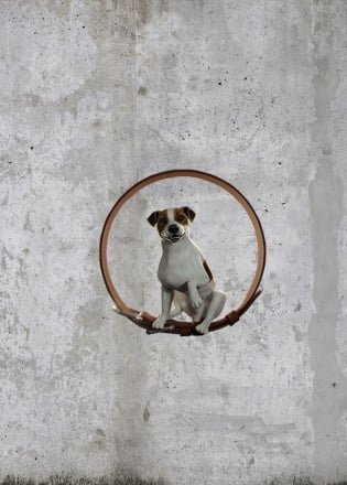 Animal Shelter Скачать Торрент